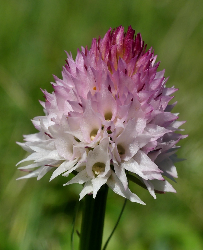 La Nigritella widderi a Pizzo di Sevo e Cima Lepri  -  luglio 2025